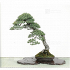 japanese bonsai stand