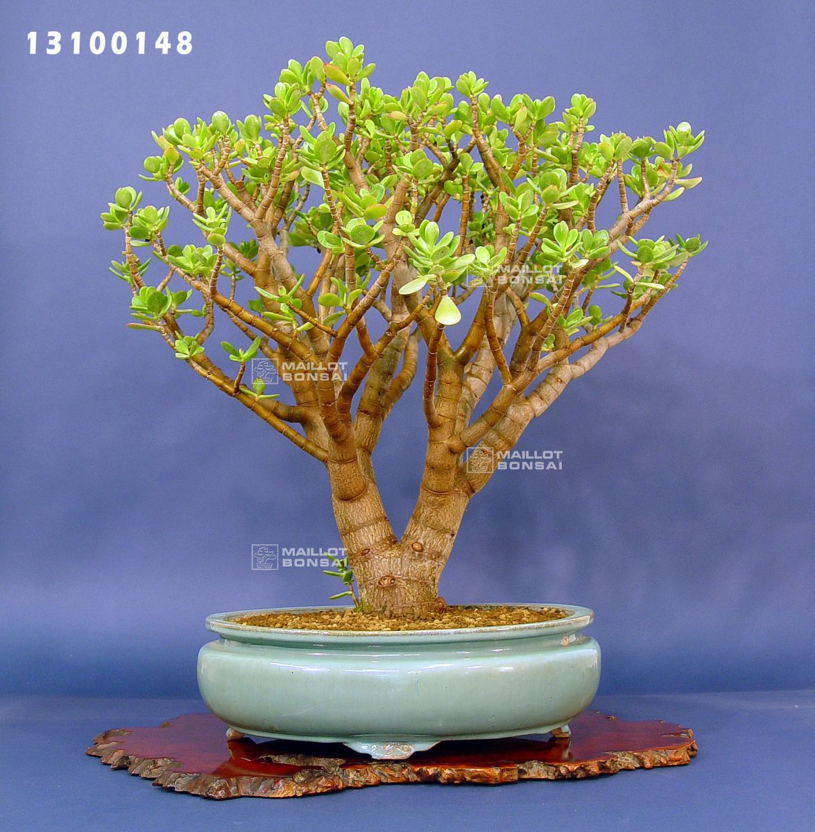 Indoor bonsai trees Crassula ovata bonsai ref 13100148 from Maillot-Bonsai - The store MAILLOT-BONSAI