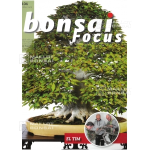 BONSAI FOCUS N° 104
