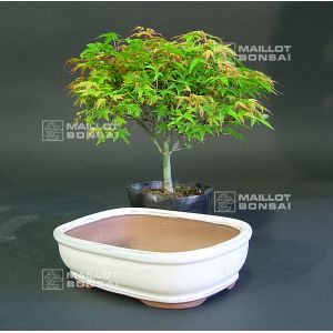 acer-palmatum-kiyohime-and-bonsai-pot-set