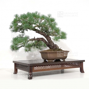 Pinus pentaphylla du Japon ref :12090222