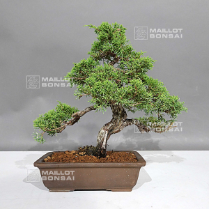 vendu-juniperus-chinensis-itoigawa-ref-30080235