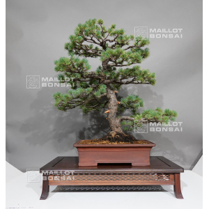 Pinus pentaphylla 1711234