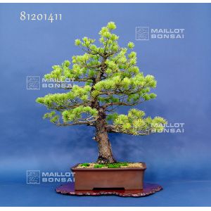 pinus-pentaphylla-du-japon-ref-81201411