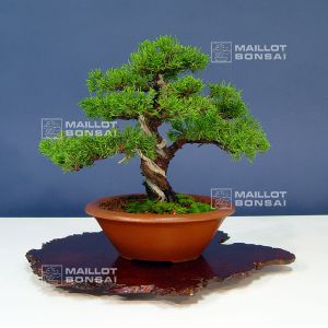 VENDU juniperus chinensis itoigawa ref :12010153