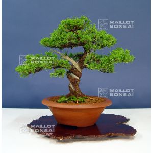 vendu-juniperus-chinensis-itoigawa-ref-12010154