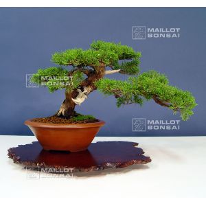 juniperus-chinensis-itoigawa-ref-12010155