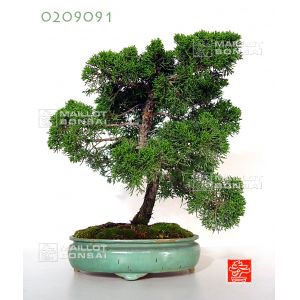 juniperus-chinensis-02090901