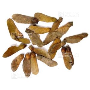 graines-d-acer-palmatum