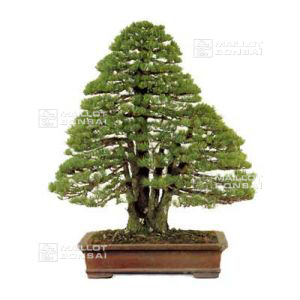 10 graines de Pinus pentaphylla