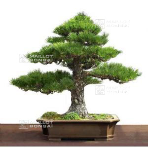 20-seeds-pinus-thunbergii