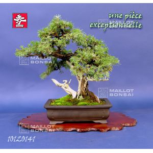 vendu-juniperus-rigida-ref-10120141