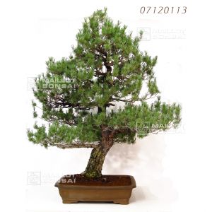 pinus-pentaphylla-bonsai-ref-07120113