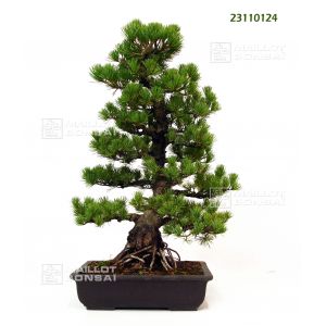 five-needle-japanese-pine-bonsai-ref-23110124