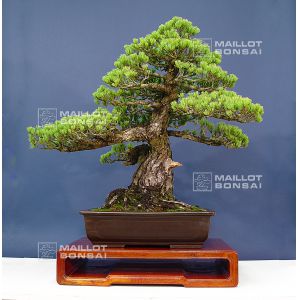 VENDU Pinus pentaphylla du Japon ref :16090131
