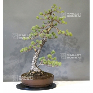 pinus-pentaphylla-bonsai-ref-26090131