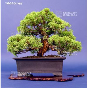 juniperus-chinensis-itoigawa-ref-30090131