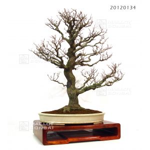 styrax-japonicus-bonsai-ref-20120134