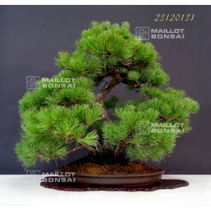 five-needle-japanese-pine-bonsai-ref-23120131