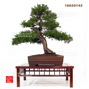 vendu-juniperus-chinensis-itoigawa-ref-10020142