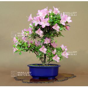 vendu-rhododendron-yugiri-ref-23050142