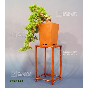 VENDU Juniperus chinensis itoigawa ref: 7070141