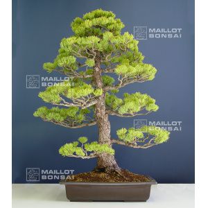 five-needle-pine-bonsai-ref-05050143