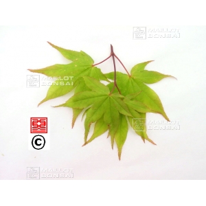graines-d-acer-palmatum-koreanum