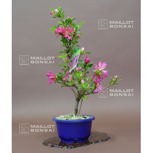 vendurhododendron-tateyama-no-mai-ref-280501423