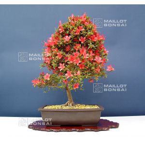 vendu-rhododendron-hikorin-ref-180601410