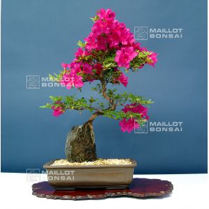 vendu-rhododendron-hoshi-no-kagayaki-180601416