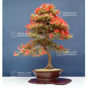 vendurhododendron-yuki-no-hana-180601417