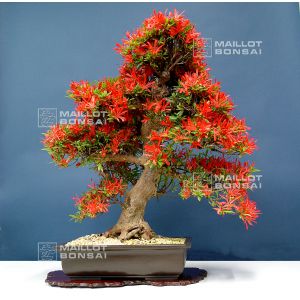 vendu-rhododendron-l-kinsai-ref-080601418