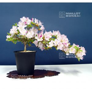 vendu-rhododendron-kami-no-yama-kirin-180601420
