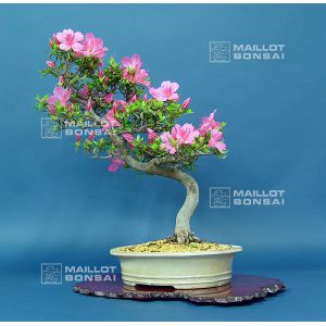 vendu-rhododendron-l-osakazuki-ref-20060149