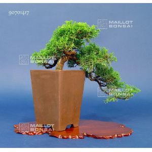 juniperus-chinensis-itoigawa-ref-090701417