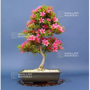 vendu-rhododendron-korin-ref-31050145