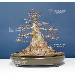 acer-buergerianum-bonsai-ref-20060148