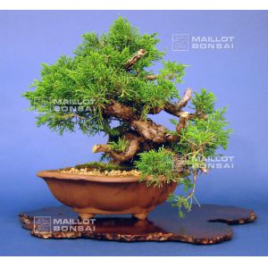 juniperus-chinensis-itoigawa-ref23070142