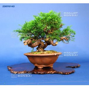 VENDU juniperus chinensis itoigawa ref23070143