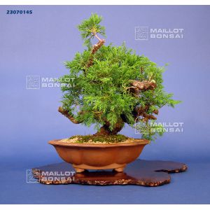 vendu-juniperus-chinensis-itoigawa-ref23070145