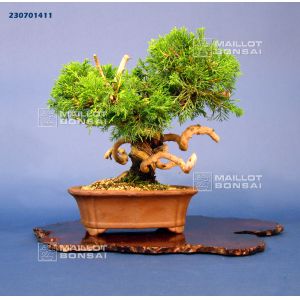 vendu-juniperus-chinensis-itoigawa-ref230701411