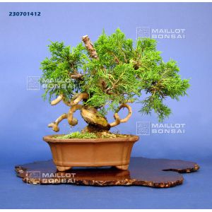 vendu-juniperus-chinensis-itoigawa-ref230701412