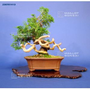 vendu-juniperus-chinensis-itoigawa-ref230701413