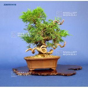 vendu-juniperus-chinensis-itoigawa-ref230701415