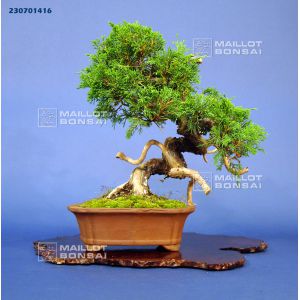 vendu-juniperus-chinensis-itoigawa-ref230701416