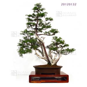 juniperus-rigida-ref-20120132
