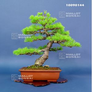 VENDU Pinus pentaphylla ref 10090144