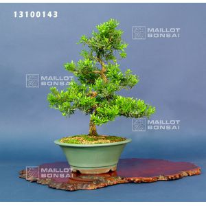 VENDU buxus harlandii bonsai ref :13100143