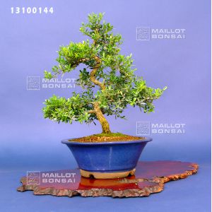 buxus-harlandii-bonsai-ref-13100144